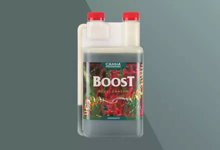 CANNABOOST Accelerator