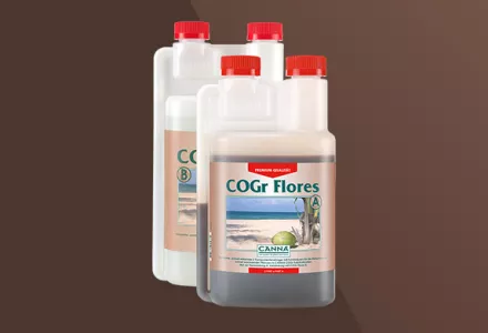 CANNA COGr Flores
