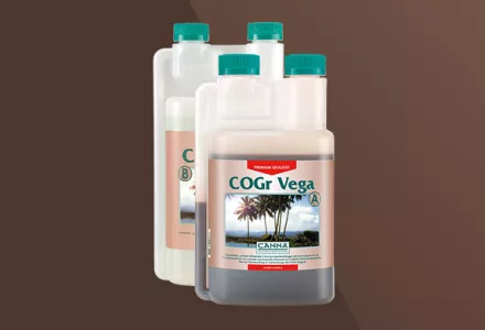 CANNA COGr Vega