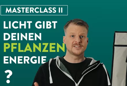 Wusstest du, dass Licht deine Pflanzen mit Energie versorgt?
