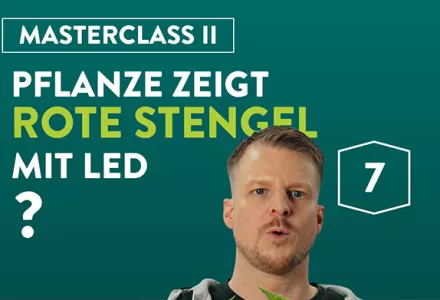 Warum zeigen meine Pflanzen rote Stängel beim Anbau unter LED-Licht?