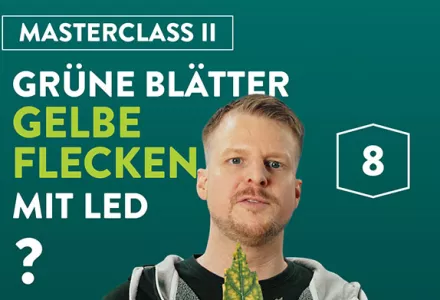 Warum haben meine grünen Blätter manchmal gelbe Flecken unter LED-Licht?