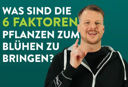 Was sind die sechs Steuerungsfaktoren, um meine Pflanzen zum Blühen zu bringen?