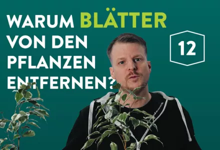 Warum müssen wir Blätter von den Pflanzen entfernen?