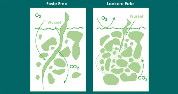 articles-plantswatering_text_2