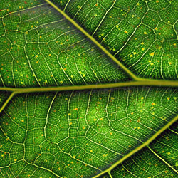 CANNABOOST – ein echter BOOSTER