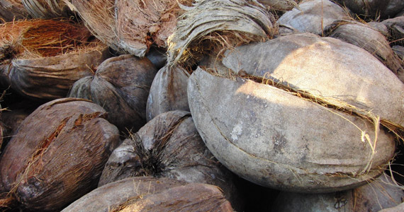 Verwendung von Kokosfasern als Konzept