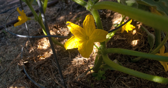 Grow it yourself: Cucumber