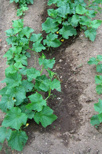 Grow it yourself: Cucumber