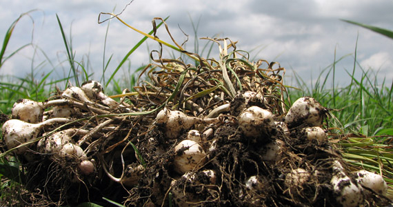 Grow it yourself: Garlic