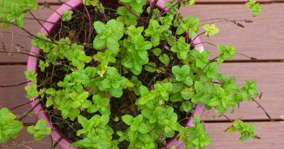 Grow it yourself: Mint