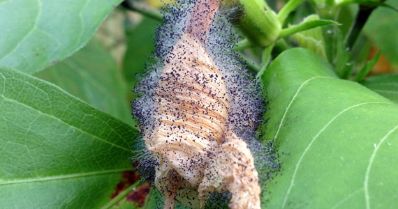 Botrytis cinerea