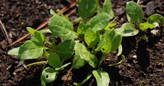 Grow it yourself: Spinach