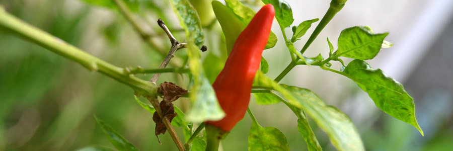 Grow it yourself: Chilli pepper