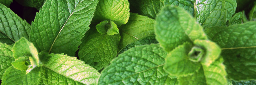 Grow it yourself: Mint