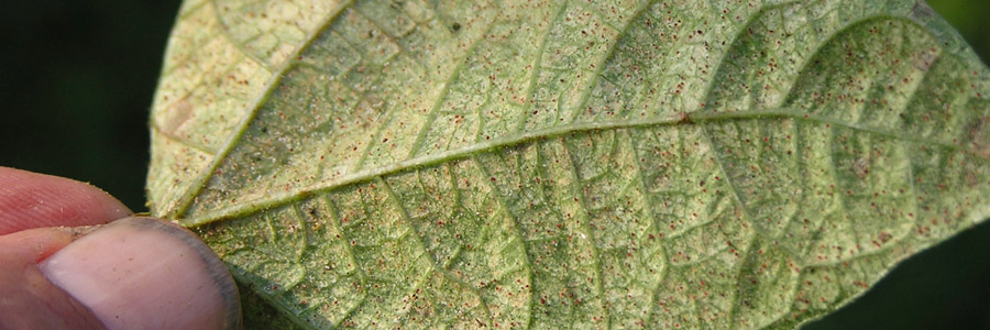 Pests & Diseases: Spider mites