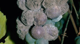 Botrytis cinerea - Schädlinge & Krankheiten