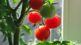 Selbst anbauen: Tomaten