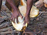 Kokosfasern im Allgemeinen